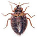 Control of bedbugs
