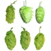 Purchase hops