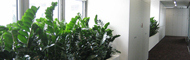 Plants for interiors